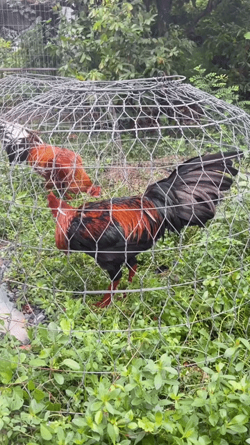 Gà chọi Đực 3.7kg Đen, Đỏ, Nâu. Mua bán Gà tại Huyện Châu Thành Bến Tre được đăng bởi Gà giá tâm trung hình 1