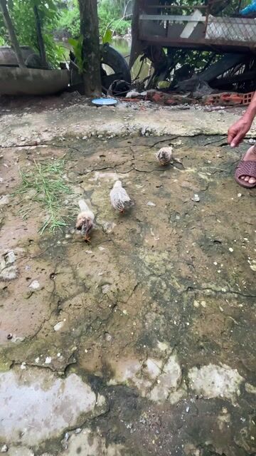 Gà tre giống trống mái màu Trắng Nâu Đen. Mua bán Gà tại Thành phố Cà Mau Cà Mau được đăng bởi Camau Giang hình 1