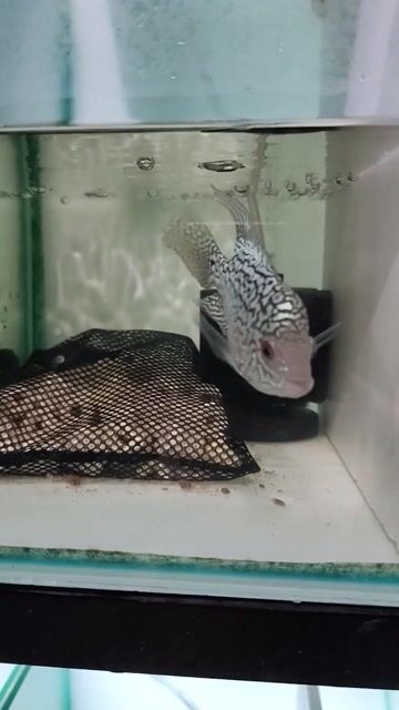 Cá La Hán gần 2 ngón tay. Mua bán Thú cưng khác tại Quận Cẩm Lệ Đà Nẵng được đăng bởi Mun hình 1