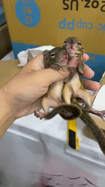 sóc đất mở mắt. Mua bán Thú cưng khác tại Quận Bình Tân Tp Hồ Chí Minh được đăng bởi Trịnh Gia Linh hình 1