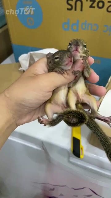 sóc đất mở mắt. Mua bán Thú cưng khác tại Quận Bình Tân Tp Hồ Chí Minh được đăng bởi Trịnh Gia Linh hình 1