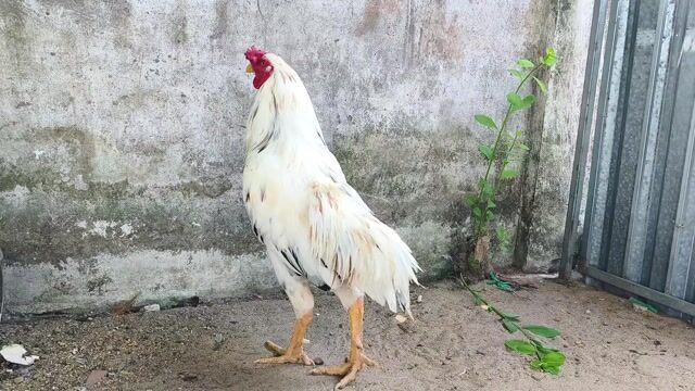 CÚP 3k3. Mua bán Gà tại Quận Ô Môn Cần Thơ được đăng bởi Gà  giá mềm  hình 1