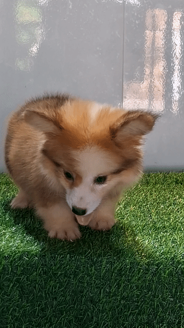 Chó Corgi Đực Cái Vàng Trắng Lông Dài. Mua bán Chó tại Huyện Bình Chánh Tp Hồ Chí Minh được đăng bởi Linh hình 1
