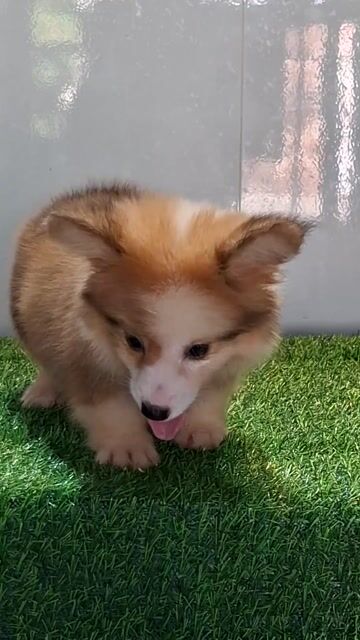 Chó Corgi Đực Cái Vàng Trắng Lông Dài. Mua bán Chó tại Huyện Bình Chánh Tp Hồ Chí Minh được đăng bởi Linh hình 1
