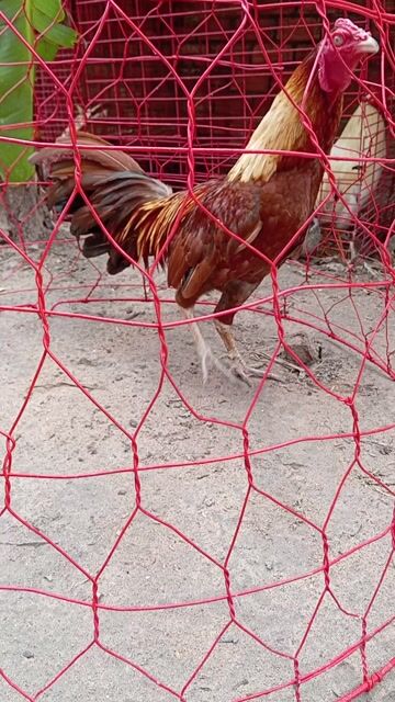 Gà chọi Nâu vàng Đực 1.67kg. Mua bán Gà tại Thành phố Biên Hòa Đồng Nai được đăng bởi Phạm mini game hình 1