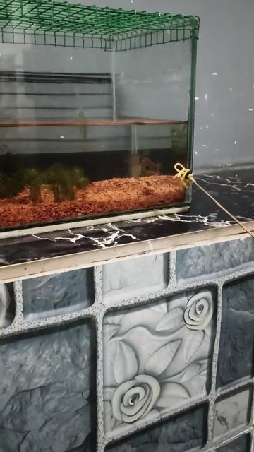 Trân châu ngũ sắc kalimaya. Mua bán Thú cưng khác tại Quận Gò Vấp Tp Hồ Chí Minh được đăng bởi Nguyễn Quốc Minh hình 1