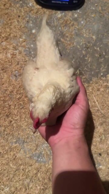 Gà tre Bắc cộc nhạn. Mua bán Gà tại Huyện Củ Chi Tp Hồ Chí Minh được đăng bởi Di 520 hình 1