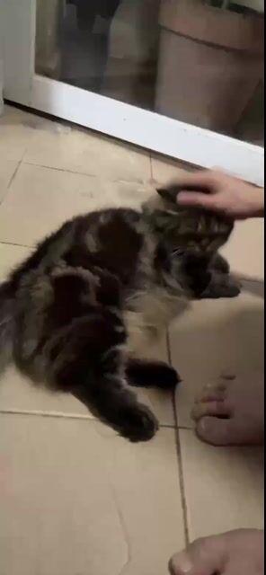 Mèo ALD chân ngắn đực. Mua bán Mèo tại Quận 7 Tp Hồ Chí Minh được đăng bởi Vu Ngoc Lan  hình 1