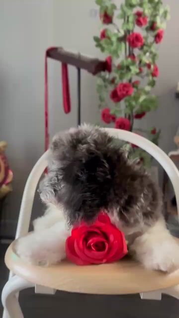 Chó Poodle đã tiêm. Mua bán Chó tại Thành phố Thuận An Bình Dương được đăng bởi Yến Tăng hình 1