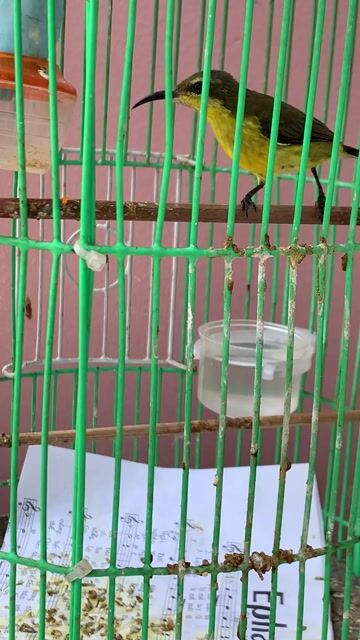 5 màu mái. Mua bán Chim tại Quận Tân Bình Tp Hồ Chí Minh được đăng bởi meomeo hình 1