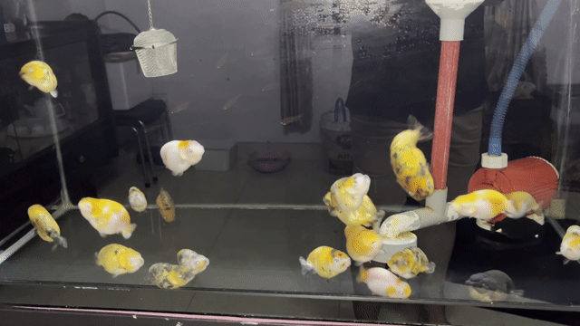 Cá Ranchu tiny short body Đỏ. Mua bán Thú cưng khác tại Quận 12 Tp Hồ Chí Minh được đăng bởi Anh Quốc hình 1