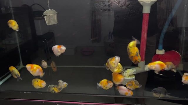 Cá Ranchu tiny short body Đỏ. Mua bán Thú cưng khác tại Quận 12 Tp Hồ Chí Minh được đăng bởi Anh Quốc hình 1