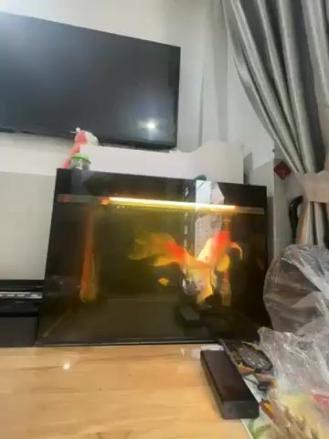 Cá cảnh Cá vàng màu Cam. Mua bán Thú cưng khác tại Quận Gò Vấp Tp Hồ Chí Minh được đăng bởi Thạch Nguyễn hình 1