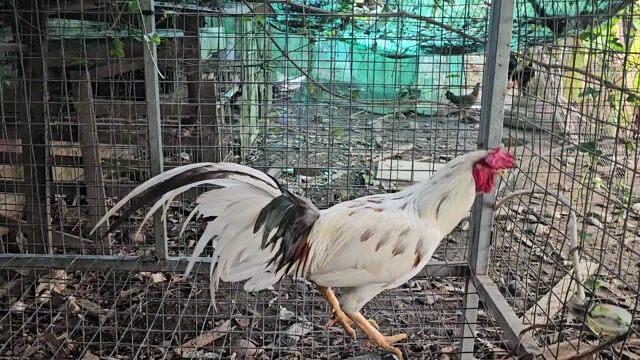 Gà tơ nguyên zin cỡ 2,9kg. Mua bán Gà tại Quận Bình Thuỷ Cần Thơ được đăng bởi Hải hình 1
