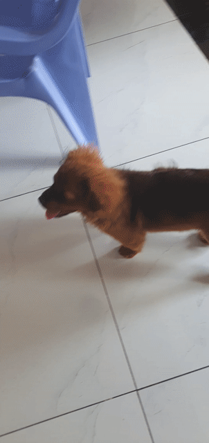 Chó Nhật chân lùn đực 3 tháng. Mua bán Chó tại Thành phố Thủ Dầu Một Bình Dương được đăng bởi Minh Vương hình 1