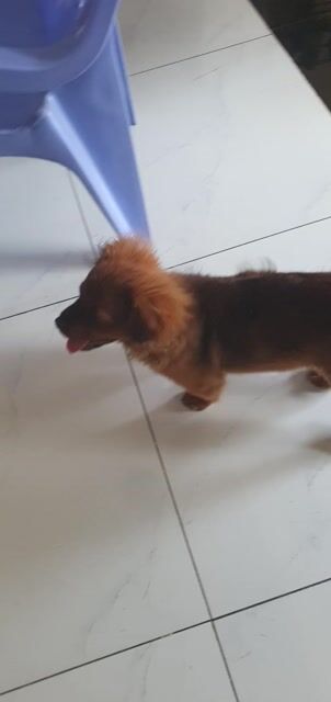 Chó Nhật chân lùn đực 3 tháng. Mua bán Chó tại Thành phố Thủ Dầu Một Bình Dương được đăng bởi Minh Vương hình 1