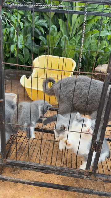 Mèo Anh lông ngắn Xám trắng. Mua bán Mèo tại Huyện Phú Riềng Bình Phước được đăng bởi Hằng hình 1