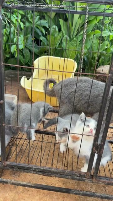 Mèo Anh lông ngắn Xám trắng. Mua bán Mèo tại Huyện Phú Riềng Bình Phước được đăng bởi Hằng hình 1