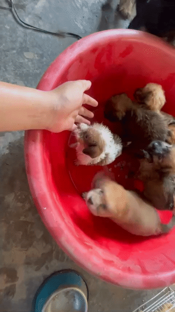 chó lai. Mua bán Chó tại Quận Bắc Từ Liêm Hà Nội được đăng bởi Hà Thị Mỹ Hiền hình 1