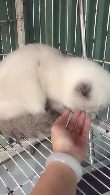 tìm nhà cho bé. Mua bán Mèo tại Quận 1 Tp Hồ Chí Minh được đăng bởi PET SHOP NẮNG hình 1