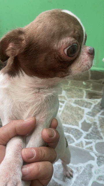 phối giống Chihuahua Socola heo lùn bao đậu. Mua bán Phụ kiện, Thức ăn, Dịch vụ tại Quận Bình Tân Tp Hồ Chí Minh được đăng bởi A mạnh hình 1
