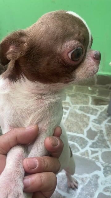 phối giống Chihuahua Socola heo lùn bao đậu. Mua bán Phụ kiện, Thức ăn, Dịch vụ tại Quận Bình Tân Tp Hồ Chí Minh được đăng bởi A mạnh hình 1