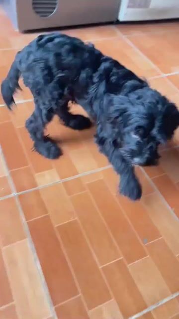 Chó Noodle Đen 6 tháng. Mua bán Chó tại Quận Nam Từ Liêm Hà Nội được đăng bởi The Minh Nguyen hình 1