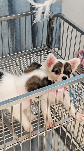 Em có 2 bé Phốc Sóc lai cần gả ạ😍🥰. Mua bán Chó tại Huyện Hóc Môn Tp Hồ Chí Minh được đăng bởi Ánh Dương Pet hình 1