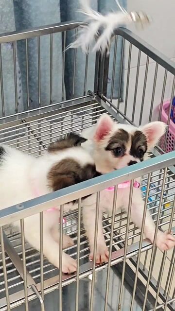 Em có 2 bé Phốc Sóc lai cần gả ạ😍🥰. Mua bán Chó tại Huyện Hóc Môn Tp Hồ Chí Minh được đăng bởi Ánh Dương Pet hình 1