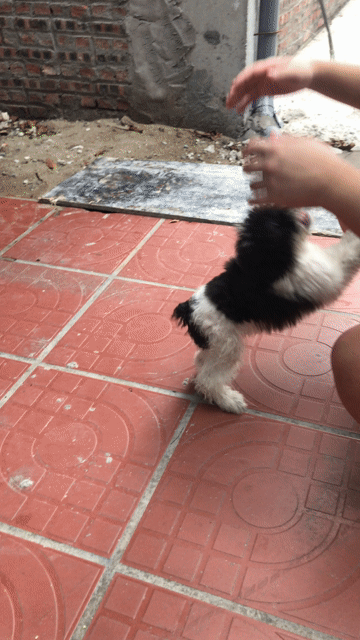 Chó Nhật Đen trắng. Mua bán Chó tại Quận Lê Chân Hải Phòng được đăng bởi Đặng Thị Thanh Mai hình 1