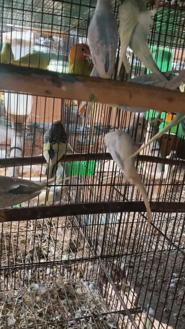 Vẹt Yến Phụng Nhiều Màu Sắc. Mua bán Chim tại Quận 12 Tp Hồ Chí Minh được đăng bởi Lê Trọng Tính hình 1