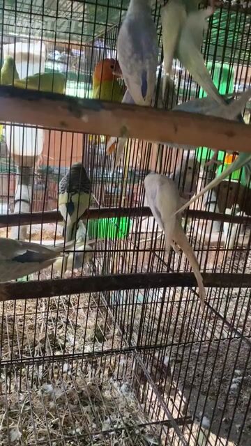 Vẹt Yến Phụng Nhiều Màu Sắc. Mua bán Chim tại Quận 12 Tp Hồ Chí Minh được đăng bởi Lê Trọng Tính hình 1