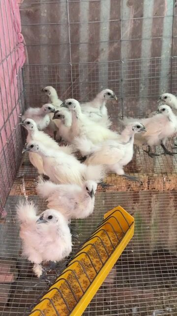 Gà ác. Mua bán Gà tại Thành phố Vĩnh Long Vĩnh Long được đăng bởi Thí Lê hình 1