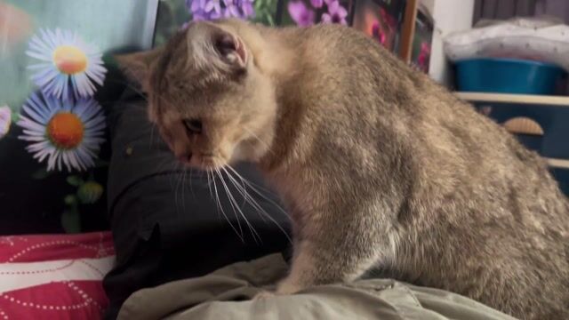 Tìm nhà mới cho bé Golden. Mua bán Mèo tại Quận Tân Bình Tp Hồ Chí Minh được đăng bởi Khoa Tran hình 1