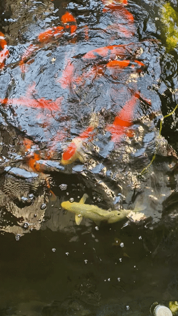 Cá Koi Nhật 20-75cm Đa sắc. Mua bán Thú cưng khác tại Thành phố Tam Kỳ Quảng Nam được đăng bởi Bệnh Viện Thú Y Quảng Nam hình 1