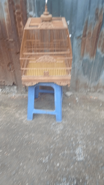 Lồng chim tre màu nâu đủ phụ kiện. Mua bán Phụ kiện, Thức ăn, Dịch vụ tại Huyện Thanh Trì Hà Nội được đăng bởi phát mãi hình 1
