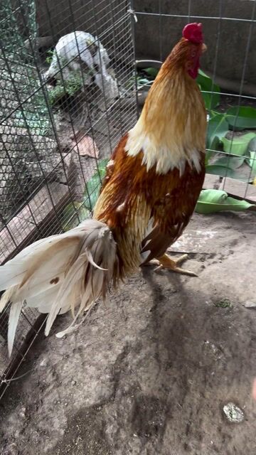 Gà trống Nâu vàng trắng Đực. Mua bán Gà tại Huyện An Phú An Giang được đăng bởi Nguyên hình 1
