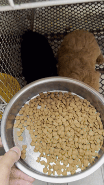 Chó Poodle Tini chân lùn mõm ngắn. Mua bán Chó tại Thị xã Bình Minh Vĩnh Long được đăng bởi nguyễn đăng tâm hình 1
