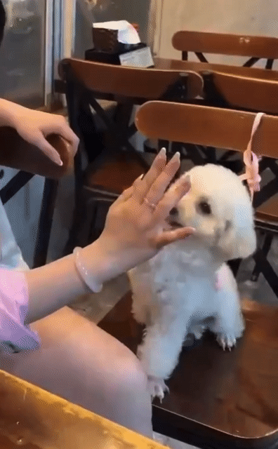 Chó Poodle Tiny Trắng. Mua bán Chó tại Thị xã Tân Uyên Bình Dương được đăng bởi An An hình 1