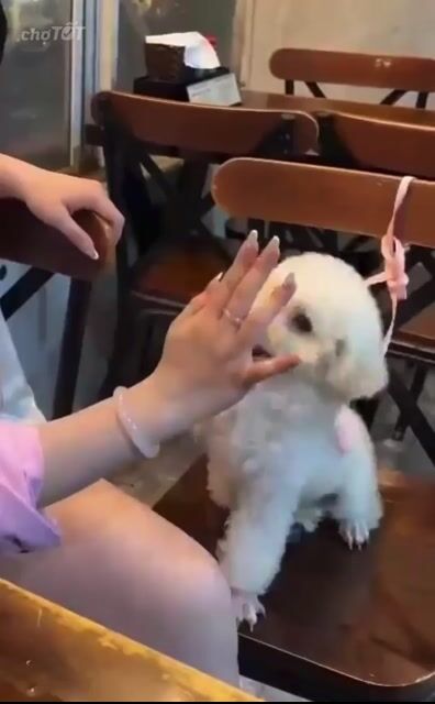 Chó Poodle Tiny Trắng. Mua bán Chó tại Thị xã Tân Uyên Bình Dương được đăng bởi An An hình 1