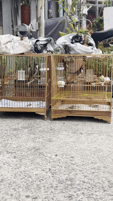 Chim bổi Gia Lai đã biết ăn cám. Mua bán Chim tại Huyện Bình Chánh Tp Hồ Chí Minh được đăng bởi nguyễn thi hình 1