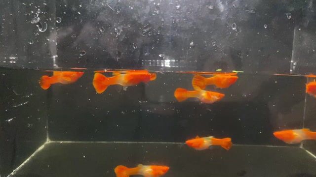 Cá Guppy Koi Đỏ Thuần Khỏe Mạnh. Mua bán Thú cưng khác tại Thành phố Thủ Đức Tp Hồ Chí Minh được đăng bởi Lê Đào Anh Vũ hình 1