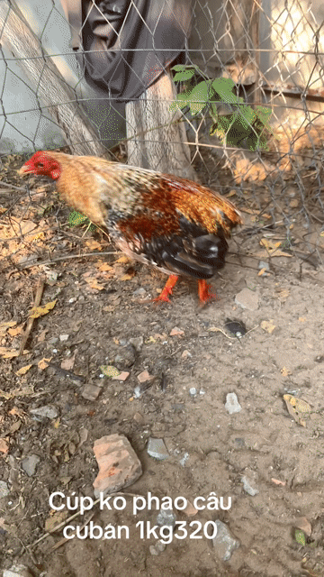 Gà Cuban 1.32kg 8 tháng. Mua bán Gà tại Huyện Bình Chánh Tp Hồ Chí Minh được đăng bởi Nguyễn Nam hình 1