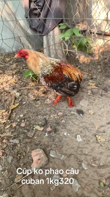 Gà Cuban 1.32kg 8 tháng. Mua bán Gà tại Huyện Bình Chánh Tp Hồ Chí Minh được đăng bởi Nguyễn Nam hình 1