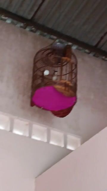 Chim chào mào. Mua bán Chim tại Huyện Hóc Môn Tp Hồ Chí Minh được đăng bởi NGUYEN THI HIEN hình 1