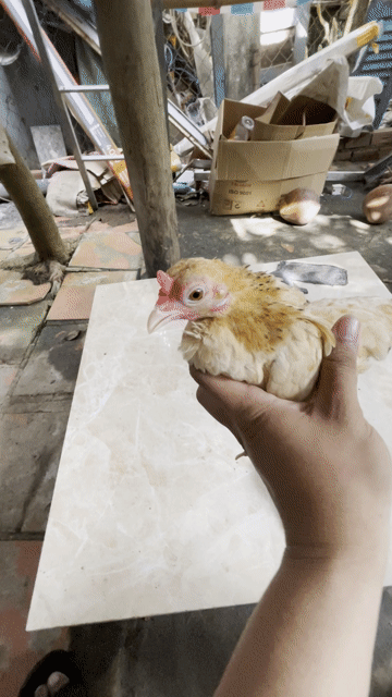 Gà Tre Bắc mini mái Vàng. Mua bán Gà tại Quận Ô Môn Cần Thơ được đăng bởi Nhat Truong hình 1
