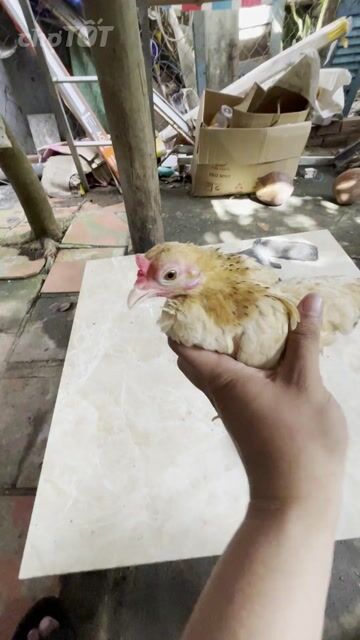 Gà Tre Bắc mini mái Vàng. Mua bán Gà tại Quận Ô Môn Cần Thơ được đăng bởi Nhat Truong hình 1