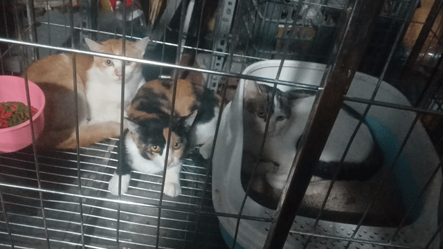 3 bé mèo anh lai nga. Mua bán Mèo tại Quận Hoàng Mai Hà Nội được đăng bởi Hoàng Tử Đá hình 1