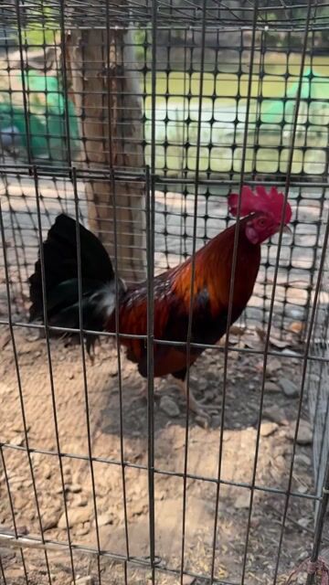 1ki3 mẻ xịn. Mua bán Gà tại Quận Bình Thuỷ Cần Thơ được đăng bởi trung khang hình 1