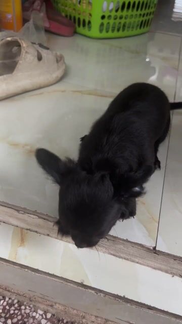 Chó Chihuahua Đen Đực đã ngừa 2 mũi. Mua bán Chó tại Huyện Củ Chi Tp Hồ Chí Minh được đăng bởi Đồng hình 1